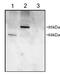 Phosphodiesterase 4D antibody, LS-B3940, Lifespan Biosciences, Western Blot image 