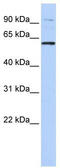 TUB Like Protein 2 antibody, TA343381, Origene, Western Blot image 