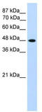 Transcription Factor AP-2 Gamma antibody, TA343379, Origene, Western Blot image 