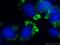 Perilipin 2 antibody, 15294-1-AP, Proteintech Group, Immunofluorescence image 