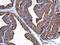 Plasminogen antibody, NBP2-19859, Novus Biologicals, Immunohistochemistry paraffin image 