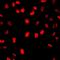 Minichromosome Maintenance Complex Component 7 antibody, orb411842, Biorbyt, Immunofluorescence image 