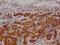 MAPK Activated Protein Kinase 2 antibody, CSB-RA990134A0HU, Cusabio, Immunohistochemistry frozen image 