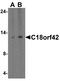 C18orf42 antibody, TA355015, Origene, Western Blot image 