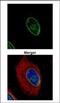 Lamin A/C antibody, PA5-78042, Invitrogen Antibodies, Immunofluorescence image 