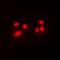 Core-Binding Factor Subunit Beta antibody, abx133482, Abbexa, Western Blot image 