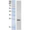 High Mobility Group Box 1 antibody, LS-C387270, Lifespan Biosciences, Western Blot image 