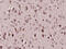 Spondin-1 antibody, GTX51796, GeneTex, Immunohistochemistry paraffin image 