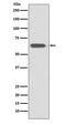 SRY-Box 10 antibody, M00758-2, Boster Biological Technology, Western Blot image 