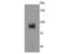 Axin 2 antibody, A01772-1, Boster Biological Technology, Western Blot image 