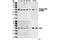 Phosphatase And Tensin Homolog antibody, 9551T, Cell Signaling Technology, Western Blot image 