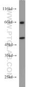 RELT TNF Receptor antibody, 14532-1-AP, Proteintech Group, Western Blot image 