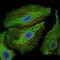 PDZ Binding Kinase antibody, GTX60560, GeneTex, Immunofluorescence image 