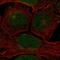 Claspin antibody, HPA026312, Atlas Antibodies, Immunofluorescence image 