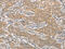 TCF11 antibody, CSB-PA043937, Cusabio, Immunohistochemistry frozen image 