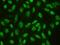 C-Terminal Binding Protein 1 antibody, PB9425, Boster Biological Technology, Immunofluorescence image 