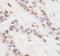 CREB-regulated transcription coactivator 3 antibody, NBP1-46832, Novus Biologicals, Immunohistochemistry frozen image 