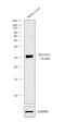 Glutamic-Oxaloacetic Transaminase 1 antibody, PA5-18845, Invitrogen Antibodies, Western Blot image 