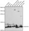 NDUFA4 Mitochondrial Complex Associated antibody, 16-185, ProSci, Western Blot image 