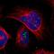 Transmembrane Protein 143 antibody, HPA014476, Atlas Antibodies, Immunocytochemistry image 