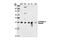 G Protein Subunit Alpha 11 antibody, 3992S, Cell Signaling Technology, Western Blot image 