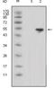 Lipocalin 1 antibody, MA5-15501, Invitrogen Antibodies, Western Blot image 