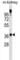 General Transcription Factor IIA Subunit 1 antibody, abx029690, Abbexa, Western Blot image 