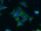 HAUS Augmin Like Complex Subunit 7 antibody, 17830-1-AP, Proteintech Group, Immunofluorescence image 