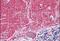 Septin 3 antibody, NB100-1023, Novus Biologicals, Immunohistochemistry frozen image 