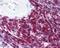 CD6 Molecule antibody, 48-986, ProSci, Immunohistochemistry frozen image 