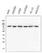 Catenin Alpha 1 antibody, M01617-1, Boster Biological Technology, Western Blot image 