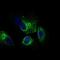 Calmegin antibody, NBP2-37348, Novus Biologicals, Immunofluorescence image 