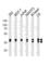 Erk1 antibody, abx034789, Abbexa, Western Blot image 
