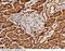 Aminoacylase-1 antibody, 10549-R128, Sino Biological, Immunohistochemistry paraffin image 