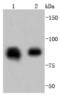 Heat Shock Protein 90 Alpha Family Class B Member 1 antibody, A01692-1, Boster Biological Technology, Western Blot image 