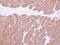 Vesicle Trafficking 1 antibody, NBP1-32570, Novus Biologicals, Immunohistochemistry frozen image 