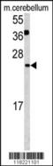 Glutaredoxin 2 antibody, 62-805, ProSci, Western Blot image 