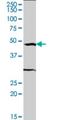Serum Response Factor antibody, H00006722-M04, Novus Biologicals, Western Blot image 