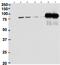 Cleavage Stimulation Factor Subunit 2 antibody, PA5-37985, Invitrogen Antibodies, Immunoprecipitation image 