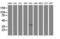 Decaprenyl Diphosphate Synthase Subunit 2 antibody, LS-C173538, Lifespan Biosciences, Western Blot image 