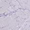 B9 domain-containing protein 2 antibody, HPA042229, Atlas Antibodies, Immunohistochemistry frozen image 