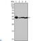 Nucleophosmin 1 antibody, LS-C812508, Lifespan Biosciences, Immunofluorescence image 