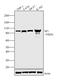 Sp1 Transcription Factor antibody, PA5-29165, Invitrogen Antibodies, Western Blot image 