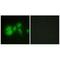 Adenylate Cyclase 8 antibody, A08061, Boster Biological Technology, Immunohistochemistry frozen image 