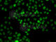 Phosphatidylinositol-4-Phosphate 5-Kinase Type 1 Alpha antibody, A7941, ABclonal Technology, Immunofluorescence image 