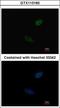 Caudal Type Homeobox 2 antibody, GTX113160, GeneTex, Immunofluorescence image 