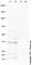 G6Pase-alpha antibody, ab93857, Abcam, Western Blot image 