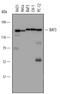 BCL2 Associated Athanogene 6 antibody, AF6438, R&D Systems, Western Blot image 