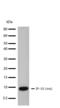 C-X-C Motif Chemokine Ligand 10 antibody, 710399, Invitrogen Antibodies, Western Blot image 