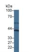 Cytohesin 4 antibody, MBS2027756, MyBioSource, Western Blot image 